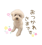 トイプードルみるくちゃん♡♡（個別スタンプ：1）