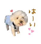 トイプードルみるくちゃん♡♡（個別スタンプ：12）