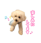トイプードルみるくちゃん♡♡（個別スタンプ：14）
