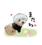 トイプードルみるくちゃん♡♡（個別スタンプ：16）
