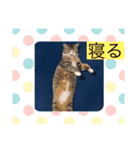 俺ん家のペット2（個別スタンプ：7）