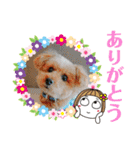 トイプーのげんちゃん 7月（個別スタンプ：1）