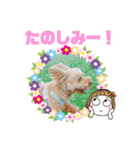 トイプーのげんちゃん 7月（個別スタンプ：2）