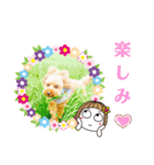 トイプーのげんちゃん 7月（個別スタンプ：3）
