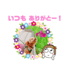 トイプーのげんちゃん 7月（個別スタンプ：5）