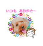 トイプーのげんちゃん 7月（個別スタンプ：6）