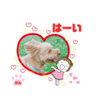 トイプーのげんちゃん 7月（個別スタンプ：7）
