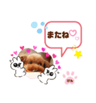 トイプーのげんちゃん 7月（個別スタンプ：17）