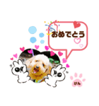 トイプーのげんちゃん 7月（個別スタンプ：19）