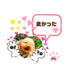 トイプーのげんちゃん 7月（個別スタンプ：20）