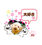 トイプーのげんちゃん 7月（個別スタンプ：21）