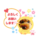 トイプーのげんちゃん 7月（個別スタンプ：26）