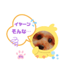 トイプーのげんちゃん 7月（個別スタンプ：28）