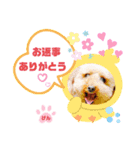 トイプーのげんちゃん 7月（個別スタンプ：29）