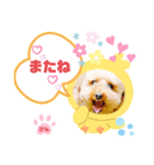 トイプーのげんちゃん 7月（個別スタンプ：30）