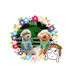 トイプーのげんちゃん 7月（個別スタンプ：40）