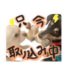 おハクさんとおマロさん②( ・∇・)（個別スタンプ：1）
