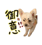おハクさんとおマロさん②( ・∇・)（個別スタンプ：7）