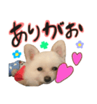 おハクさんとおマロさん②( ・∇・)（個別スタンプ：9）