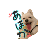 おハクさんとおマロさん②( ・∇・)（個別スタンプ：10）