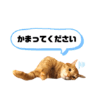 茶太郎＆黒子(たまに遠州弁)（個別スタンプ：18）