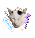 ウチの猫ちゃん2（個別スタンプ：4）