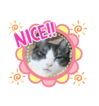 ウチの猫ちゃん2（個別スタンプ：8）