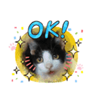 ウチの猫ちゃん2（個別スタンプ：9）