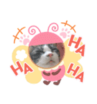 ウチの猫ちゃん2（個別スタンプ：13）