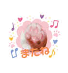 ウチの猫ちゃん2（個別スタンプ：16）