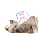 POLON's LIFE（個別スタンプ：2）