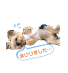 POLON's LIFE（個別スタンプ：6）