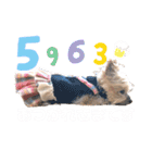 POLON's LIFE（個別スタンプ：13）
