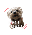 POLON's LIFE（個別スタンプ：17）