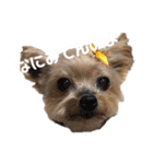 POLON's LIFE（個別スタンプ：18）