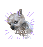 POLON's LIFE（個別スタンプ：19）