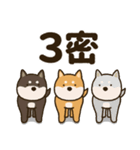 ふわもこ柴犬スタンプ4「密」（個別スタンプ：3）