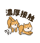 ふわもこ柴犬スタンプ4「密」（個別スタンプ：13）