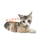 なっちゃんฅ•ω•ฅ（個別スタンプ：1）