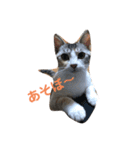 なっちゃんฅ•ω•ฅ（個別スタンプ：8）