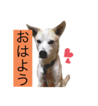 名犬ムギ2（個別スタンプ：1）