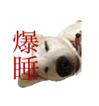 名犬ムギ2（個別スタンプ：3）
