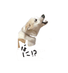 名犬ムギ2（個別スタンプ：4）