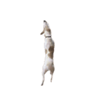 名犬ムギ2（個別スタンプ：5）