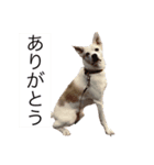名犬ムギ2（個別スタンプ：6）