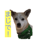名犬ムギ2（個別スタンプ：7）