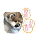 ポメラニアンのイクラちゃん4（個別スタンプ：4）