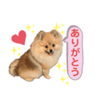 ポメラニアンのイクラちゃん4（個別スタンプ：5）
