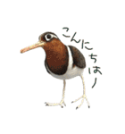 リアルな羊毛フェルトの野鳥たち2（個別スタンプ：1）