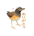 リアルな羊毛フェルトの野鳥たち2（個別スタンプ：2）